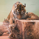 Illustration for article titled Lions and Tigers and Other Types of Lions, Oh My!